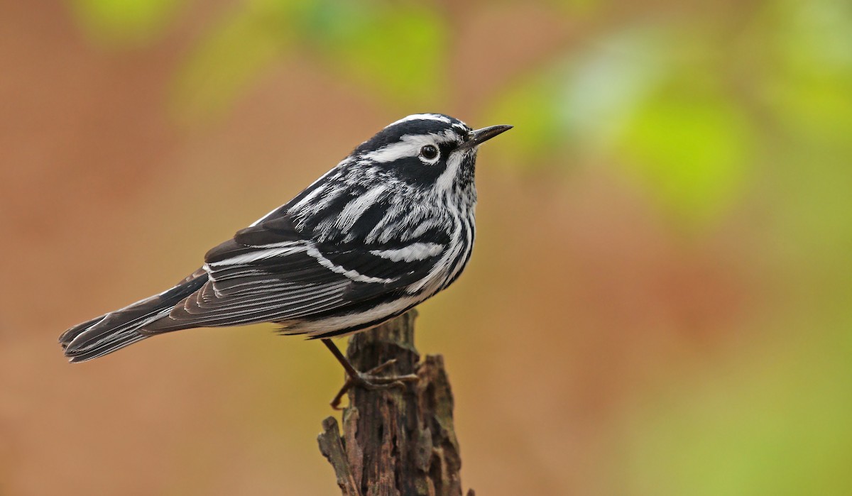 Photo by Ryan Schain of a Black and White Warbler.